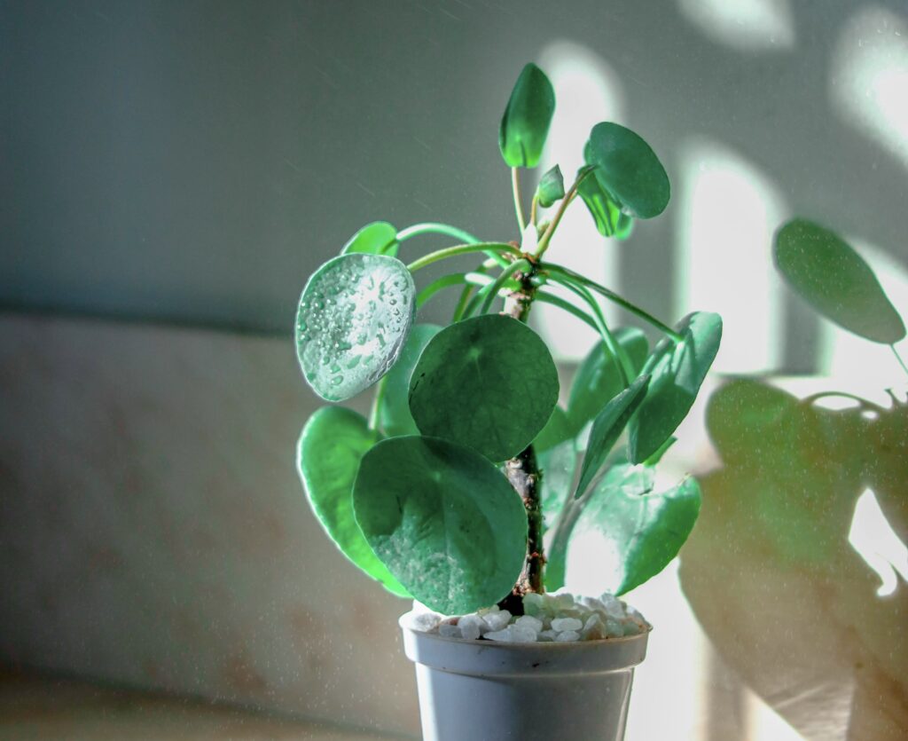 Pilea