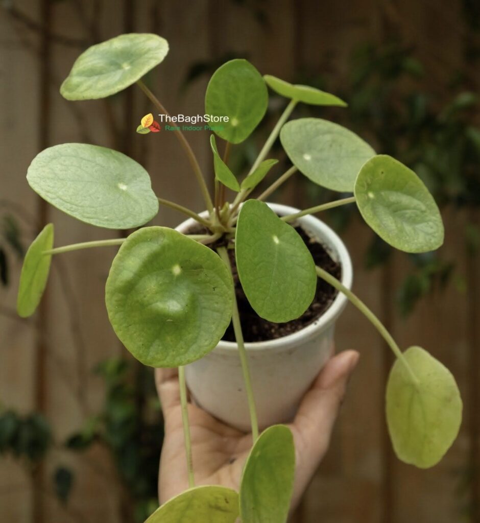 Chinese Money plant