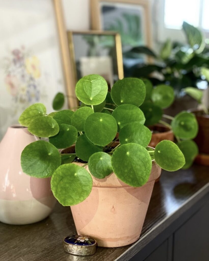 Chinese money Plant Pilea Peperomioides tabletop plant