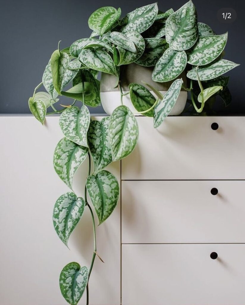 Satin pothos / Satin money plant