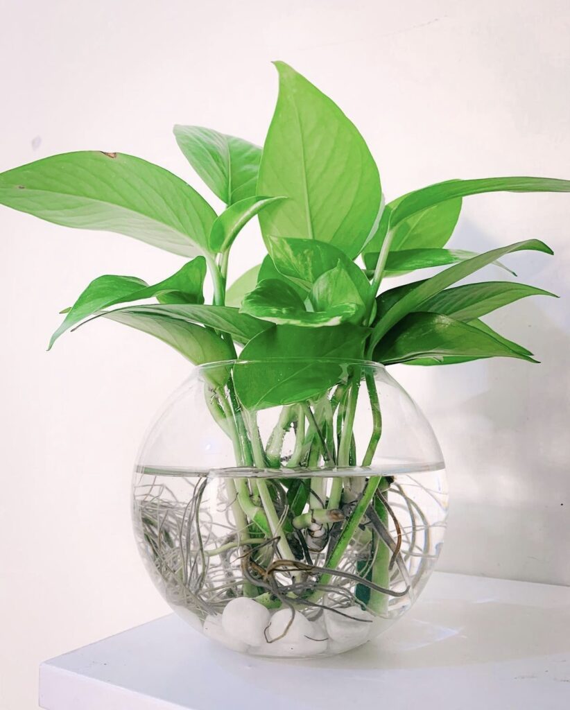 How to grow money plant in water