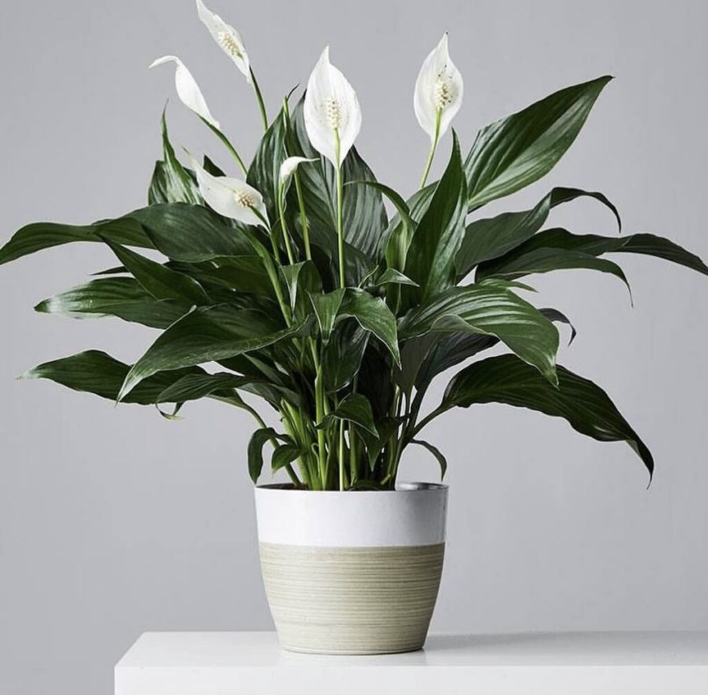 Peace Lilly