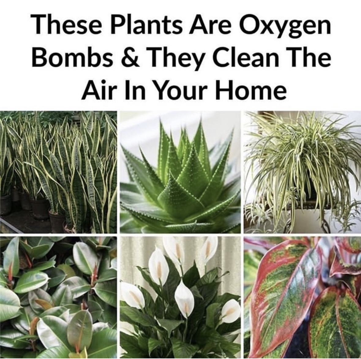 Top 10 oxygen boosting plants for your home