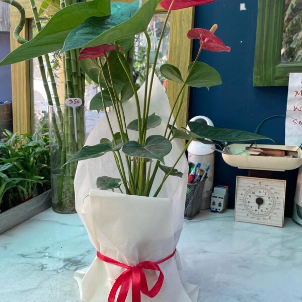 Anthurium