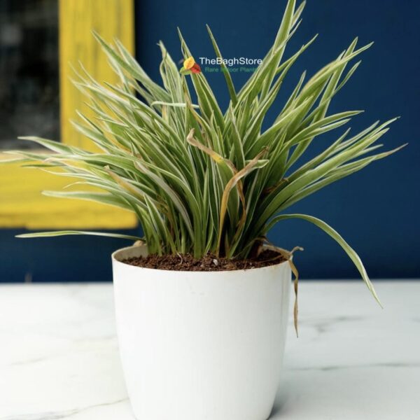 spider plant