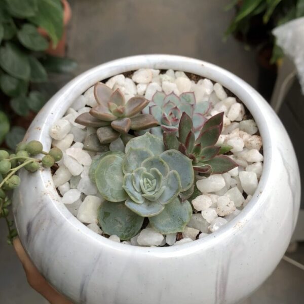 succulent bowl