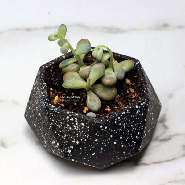 succulent in concrete pot