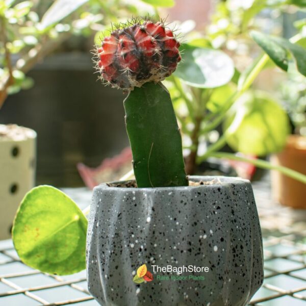 Moonstone Plant in concrete pot