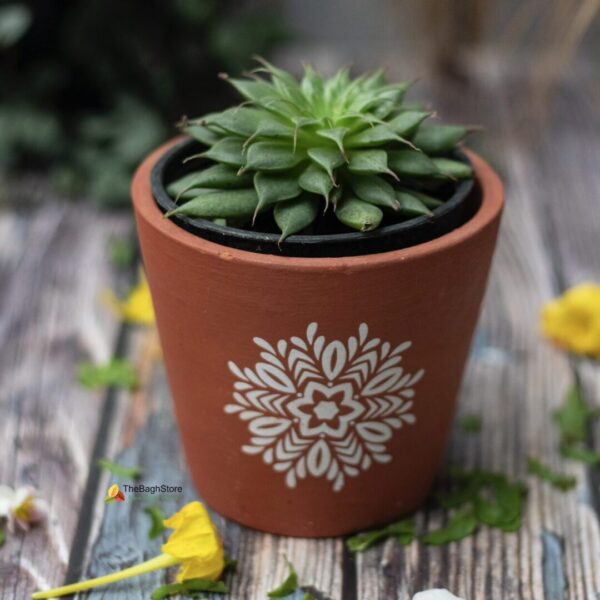 Succulent in terracota pot