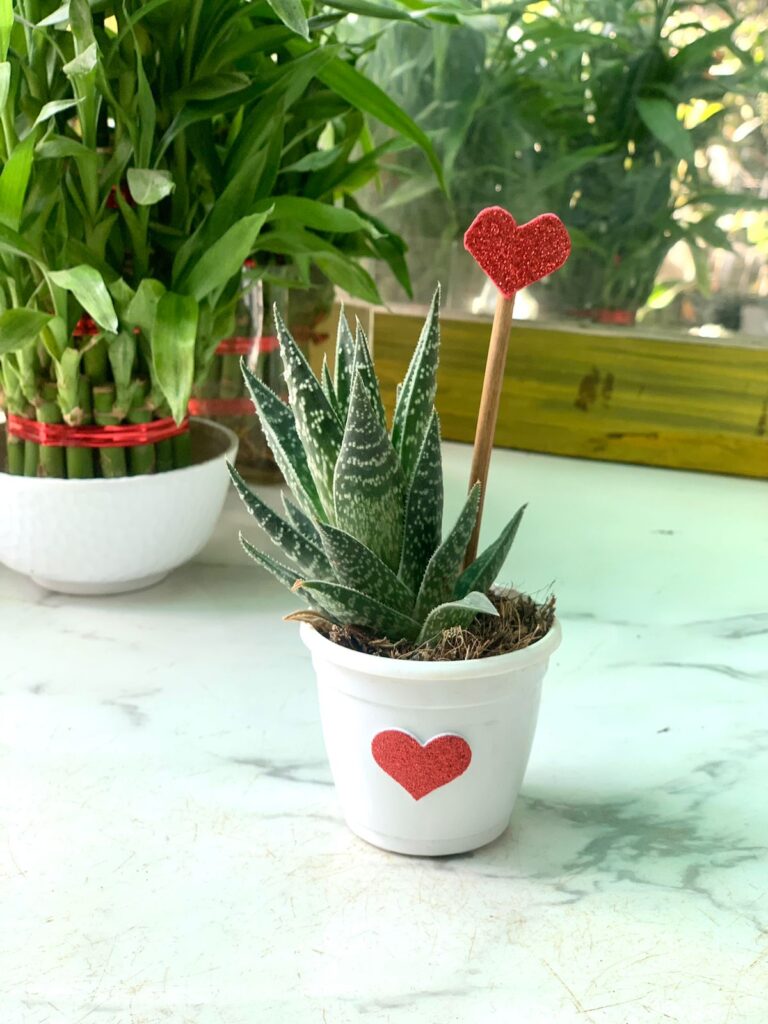 Haworthia succulent