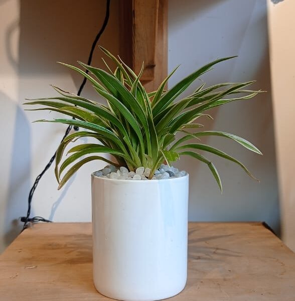 spider plant