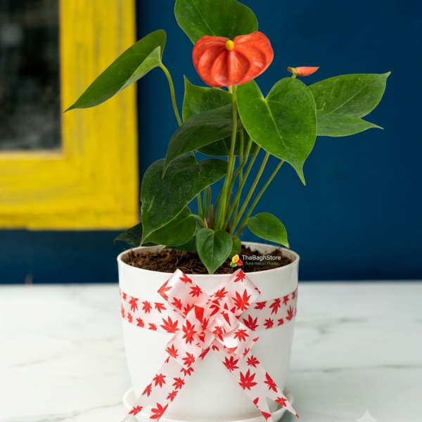 Anthurium Plant for corporate gifting