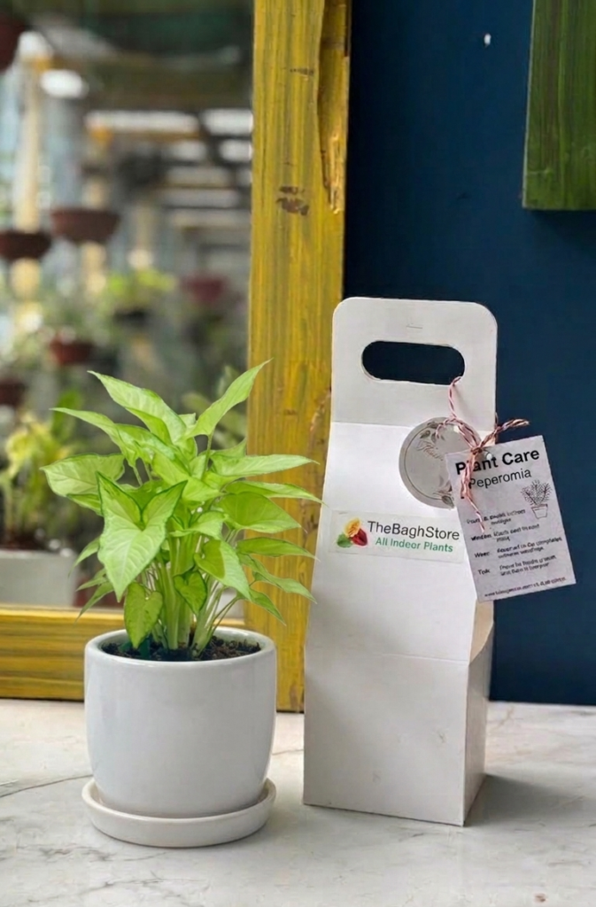 TheBaghStore Launches Corporate Plant Gifting Service in Bengaluru