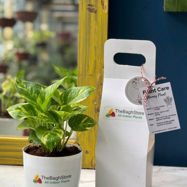 Plastic Pot with Money Plant Gift