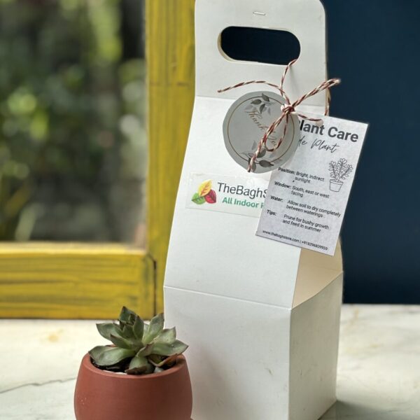 mini terracotta pots wedding favors with succulents