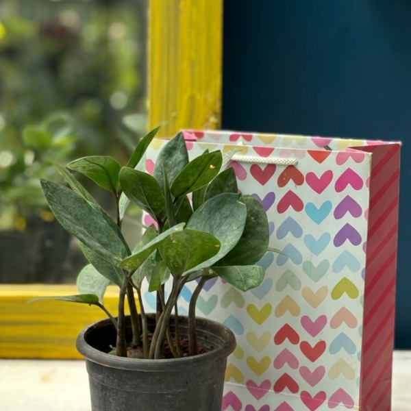 ZZ plant gift with bag